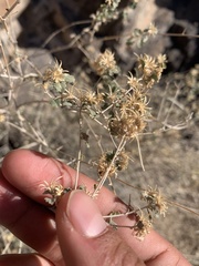 Brickellia desertorum