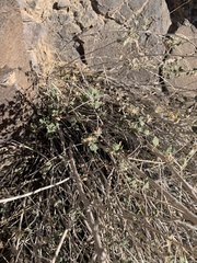 Brickellia desertorum