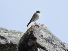 Muscisaxicola griseus