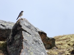 Muscisaxicola griseus