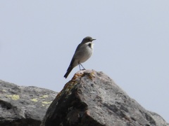 Muscisaxicola griseus