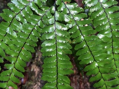 Adiantum silvaticum