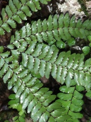 Adiantum silvaticum