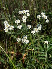 Achillea ptarmica macrocephala
