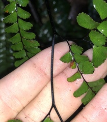 Adiantum silvaticum