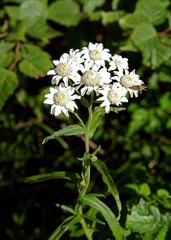 Achillea ptarmica macrocephala