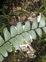 Adiantum silvaticum