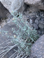 Brickellia desertorum