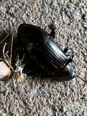 Tarpela micans