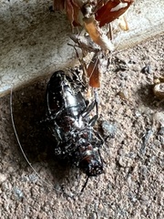 Tarpela micans