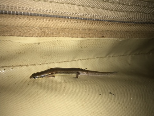 Somali Writhing Skink, Mochlus somalicus