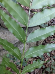 Castanospermum