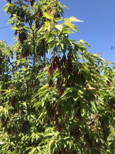 Negundovac (Acer negundo)