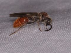 Sphaeropthalma imperialis