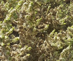 Halogeton