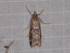 Loxostege allectalis