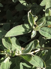Atriplex suberecta