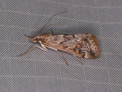 Loxostege allectalis