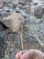 Muhlenbergia porteri