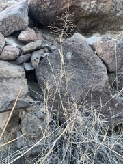 Muhlenbergia porteri
