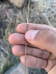 Muhlenbergia porteri