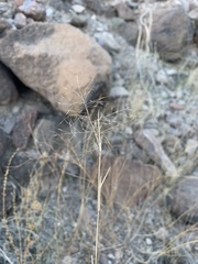 Muhlenbergia porteri