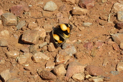 Junonia hierta cebrene