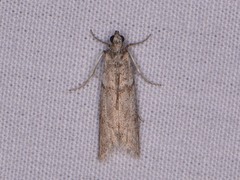 Myelopsis alatella