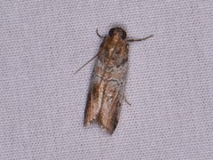 Chararica hystriculella