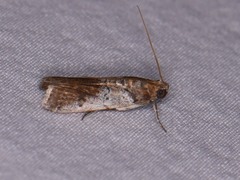 Chararica hystriculella
