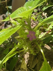 Chrysothemis melittifolia
