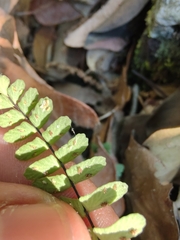 Asplenium resiliens