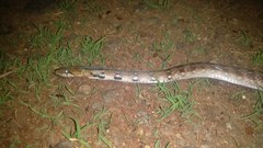 Coelognathus helena