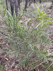 Acacia mucronata