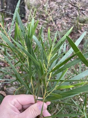Acacia mucronata