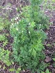 Anemone cylindrica