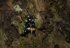 Sentica oppositella