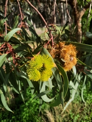 Eucalyptus erythrocorys