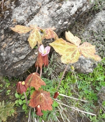 Podophyllum hexandrum
