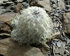 Saussurea simpsoniana