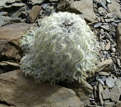 Saussurea simpsoniana