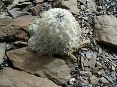 Saussurea simpsoniana