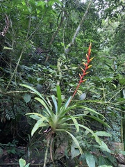Vriesea psittacina