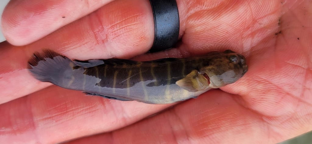 Naked Goby From Anne Arundel County MD USA On May At PM By Sercfisheries