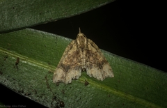 Tamba conscripta