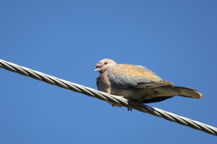 Streptopelia senegalensis