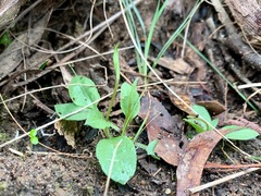 Pterostylis concinna