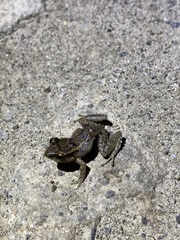Eleutherodactylus johnstonei