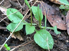 Pterostylis concinna