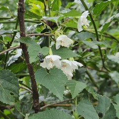 Dombeya cymosa